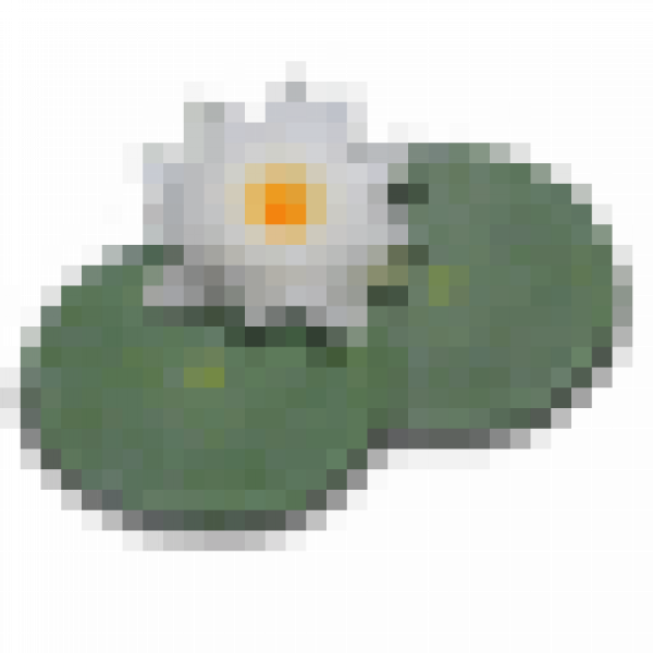 LilyPond icon