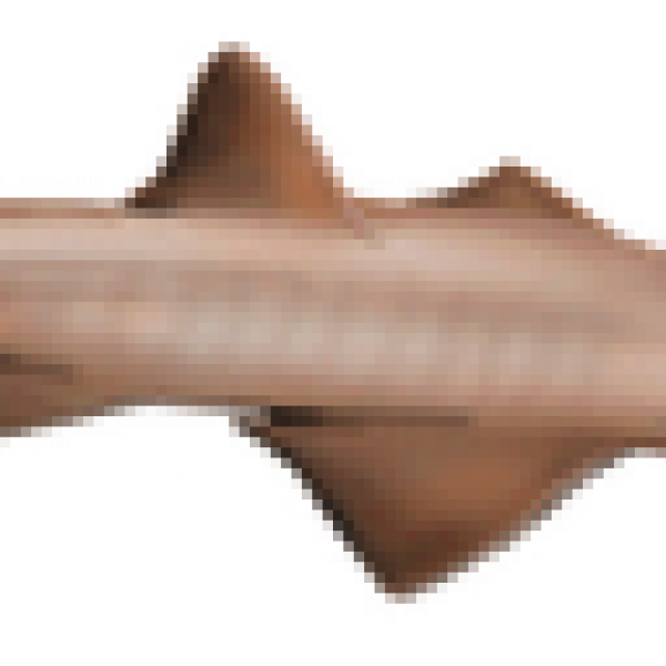 Sawfish icon