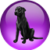 Black Lab NetOS